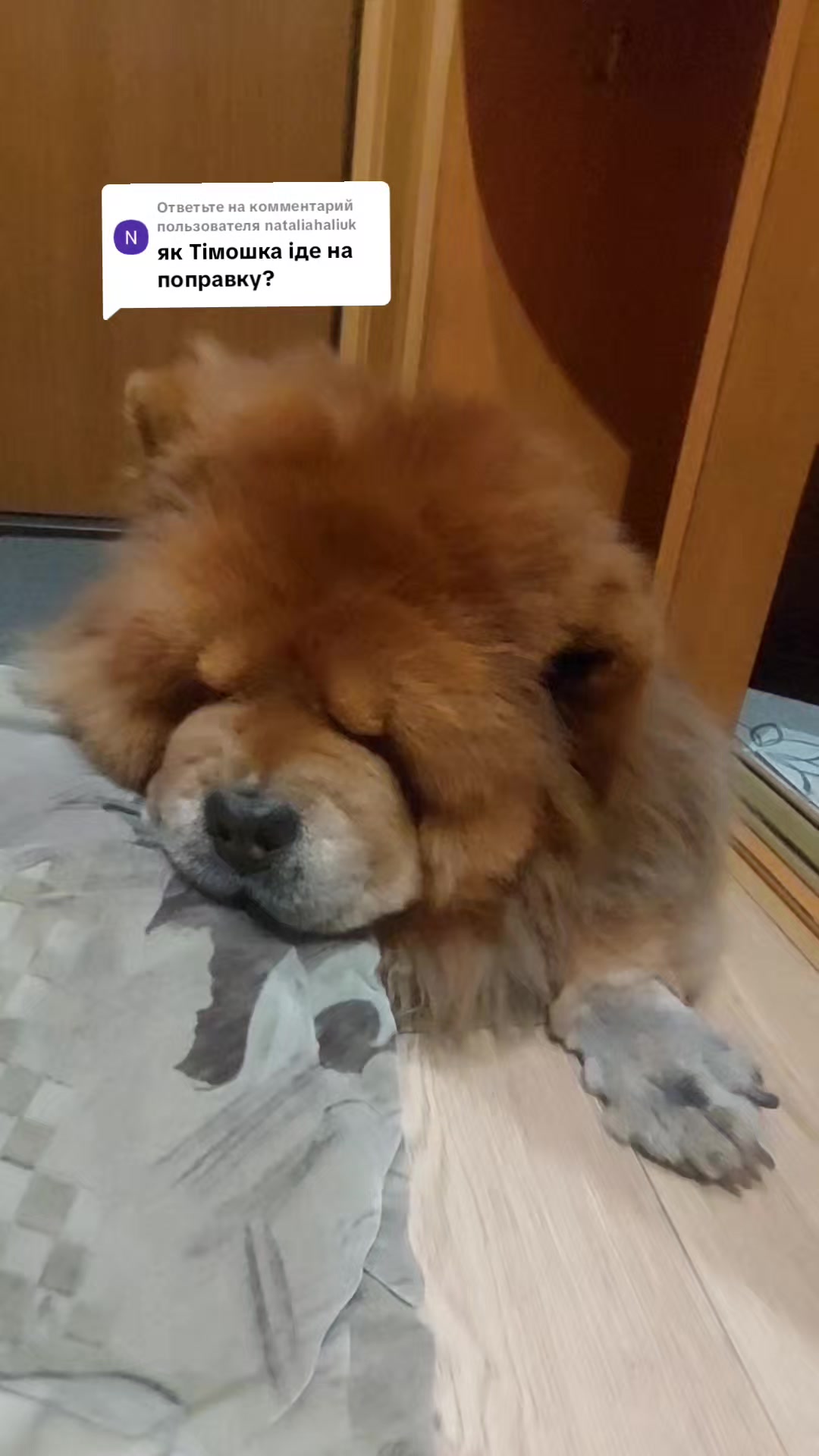 @Чау чау Тимоша❤️