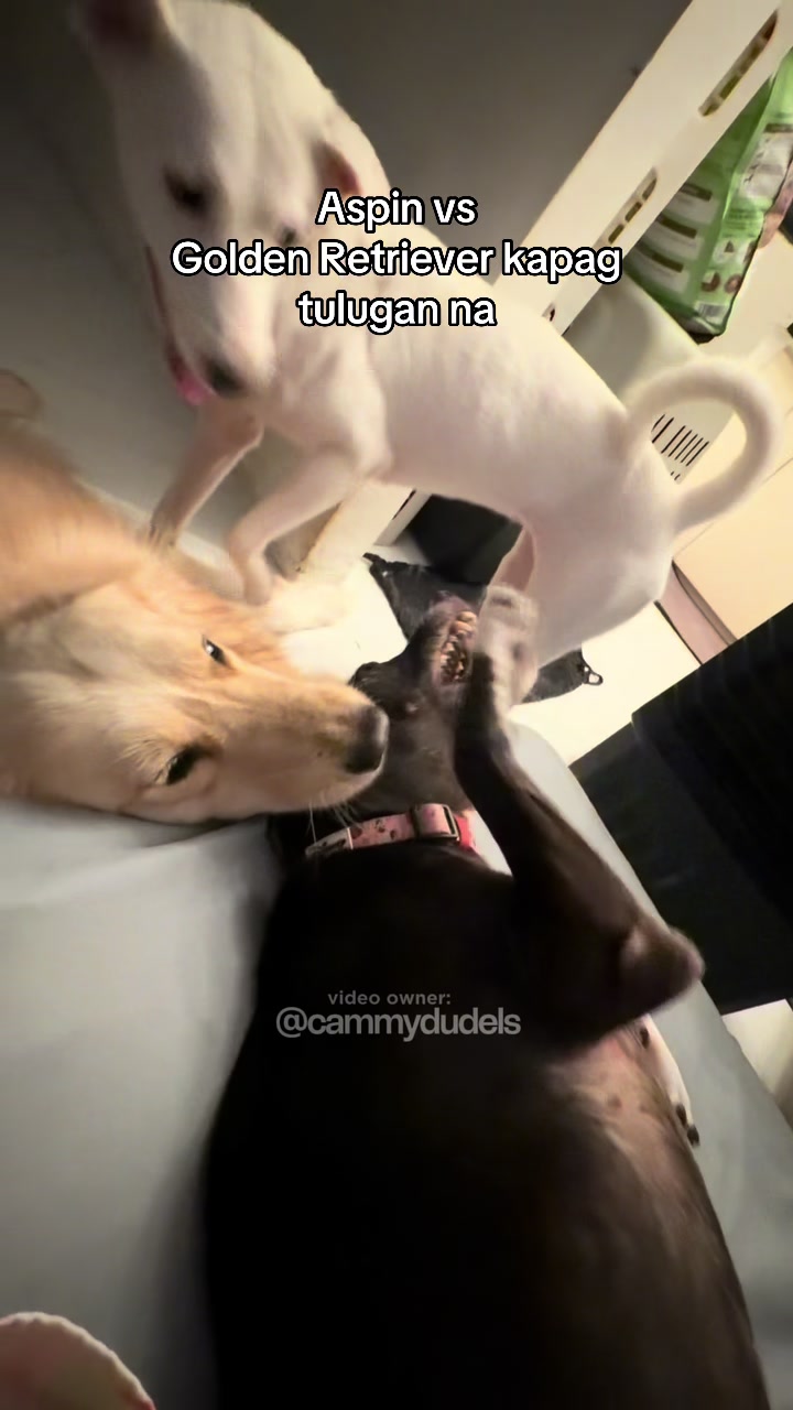 @cammydudels