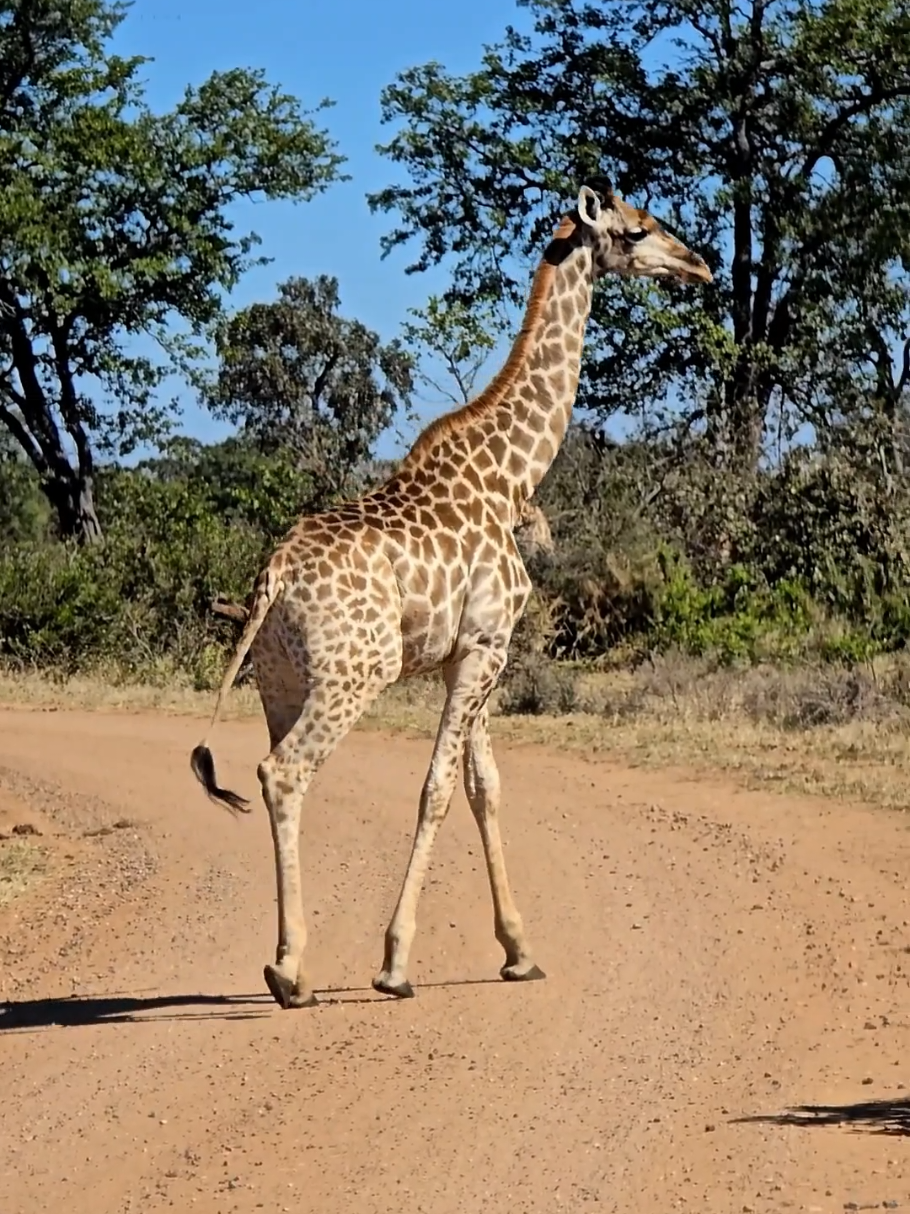 @KPS Safaris and Tours