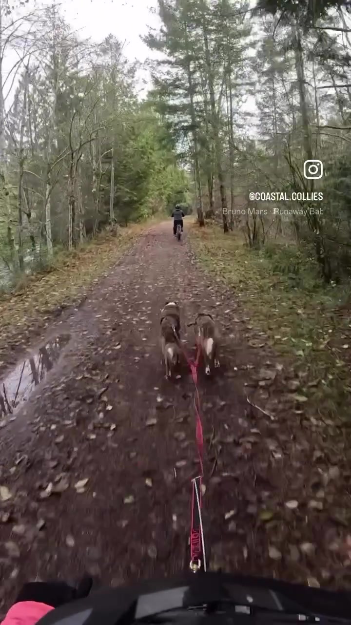 @Coastal Collies
