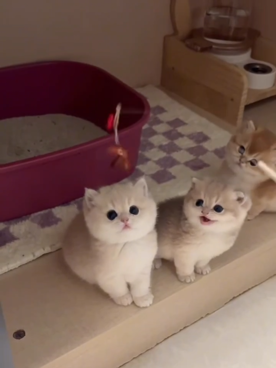 @Chonky World Of Cats