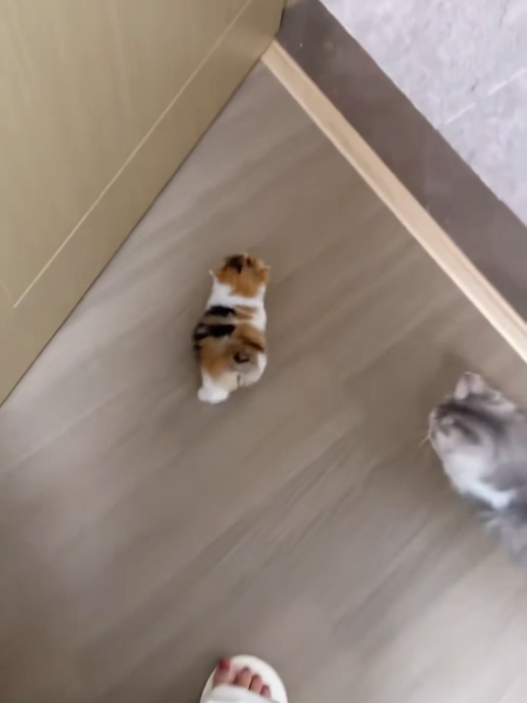 @Chonky World Of Cats