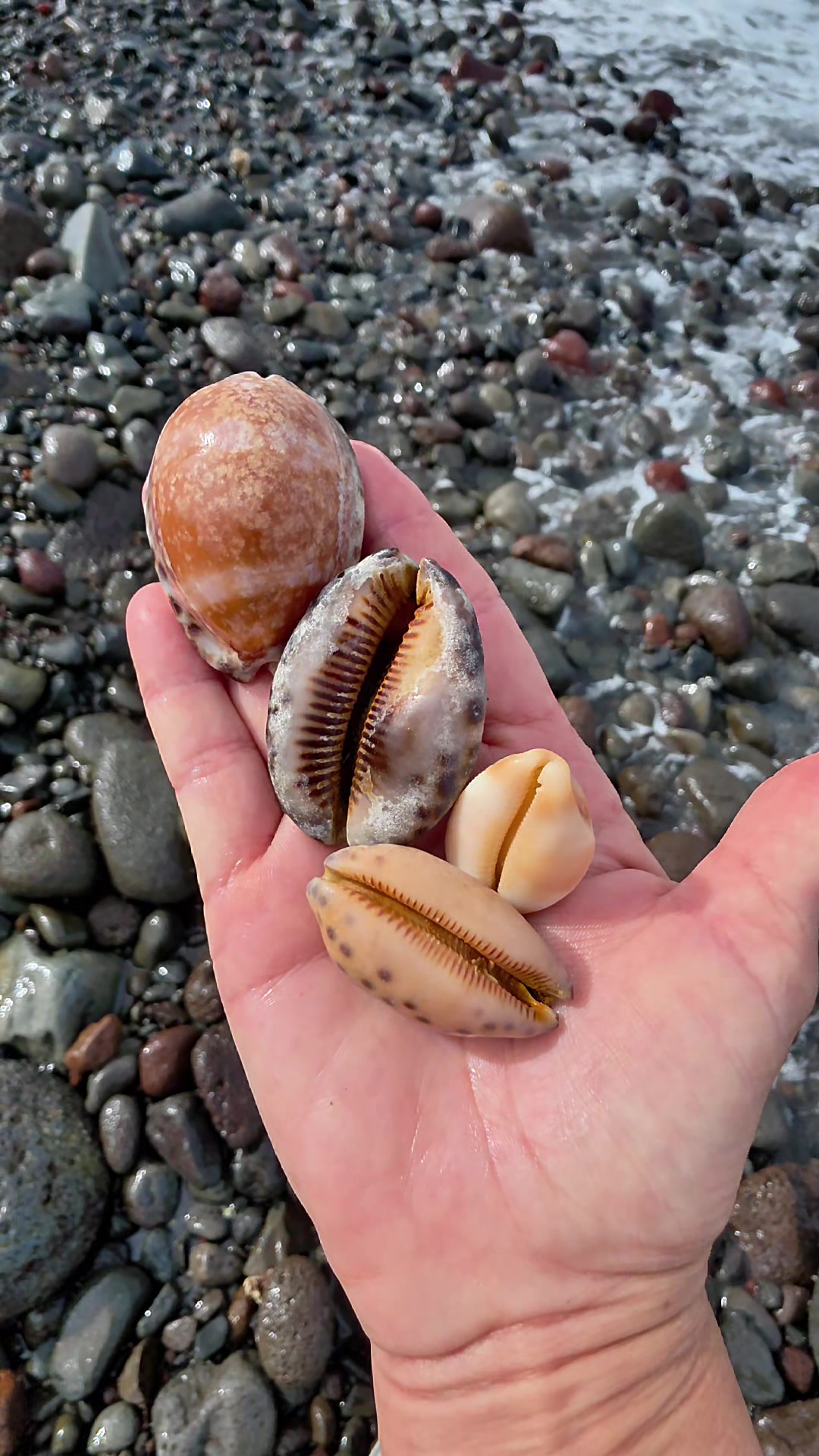 @Noe ๐ Shells