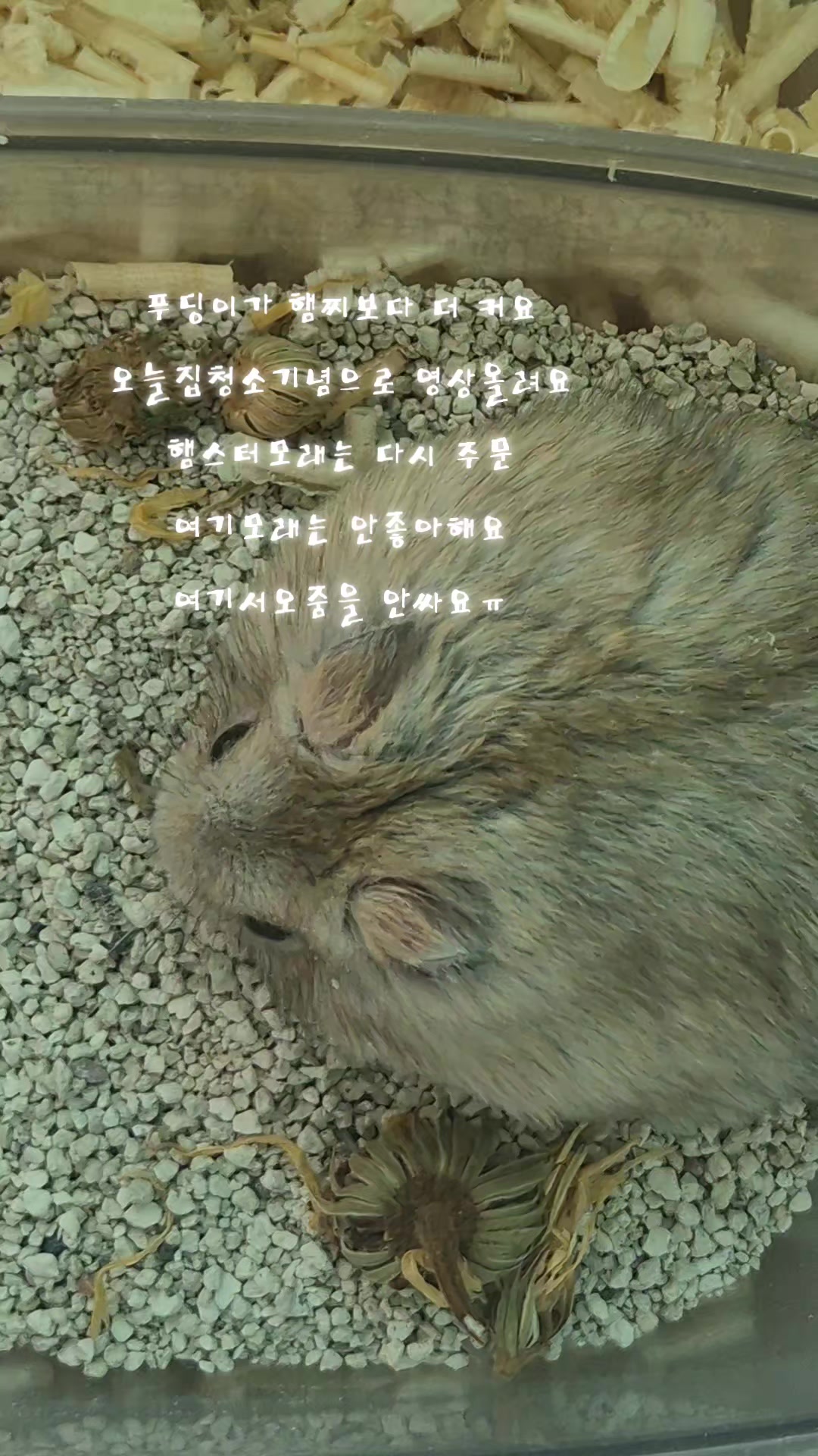 @햄찌🐹소금이🐭🌸푸딩이