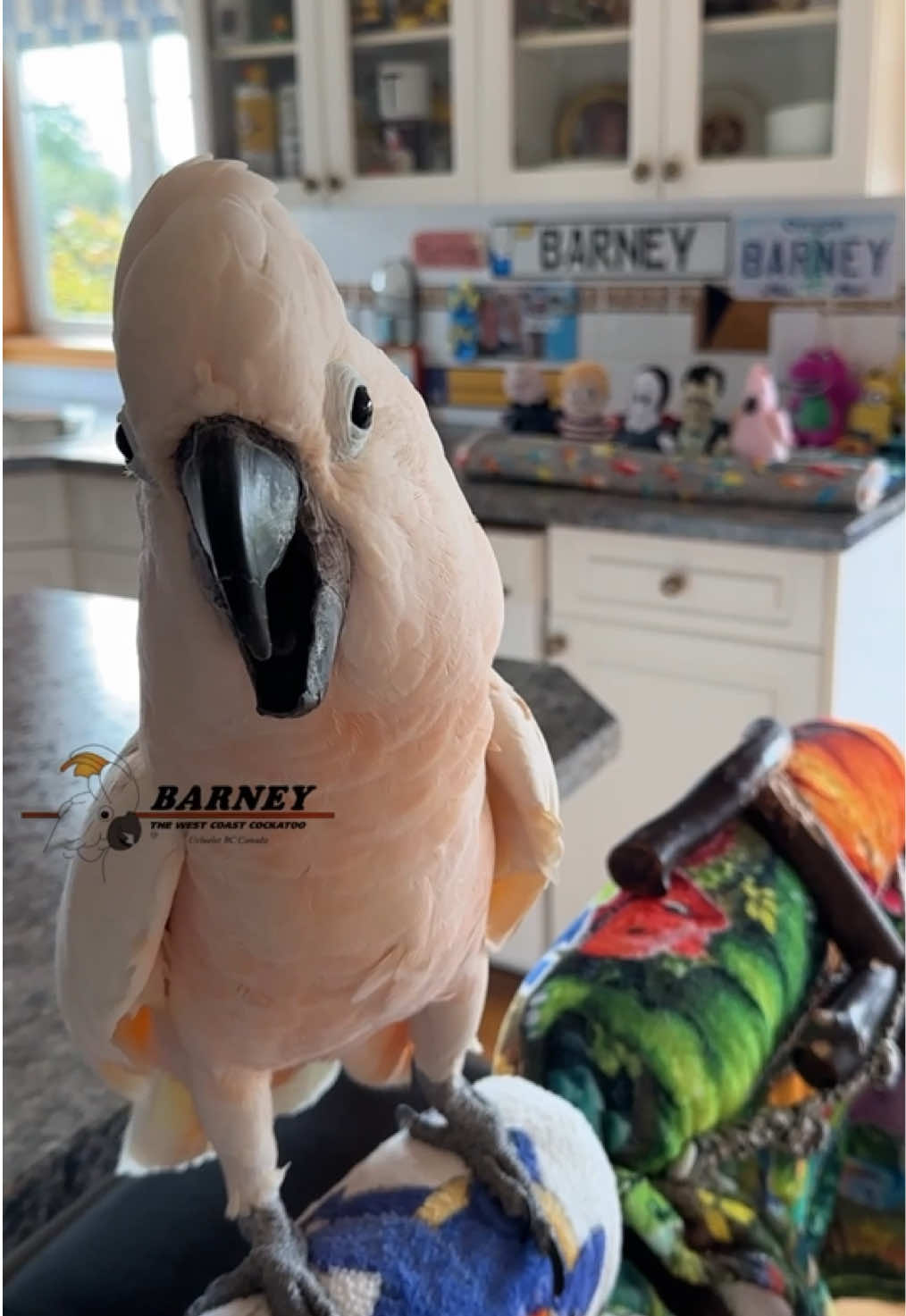 @Barney the West Coast Cockatoo