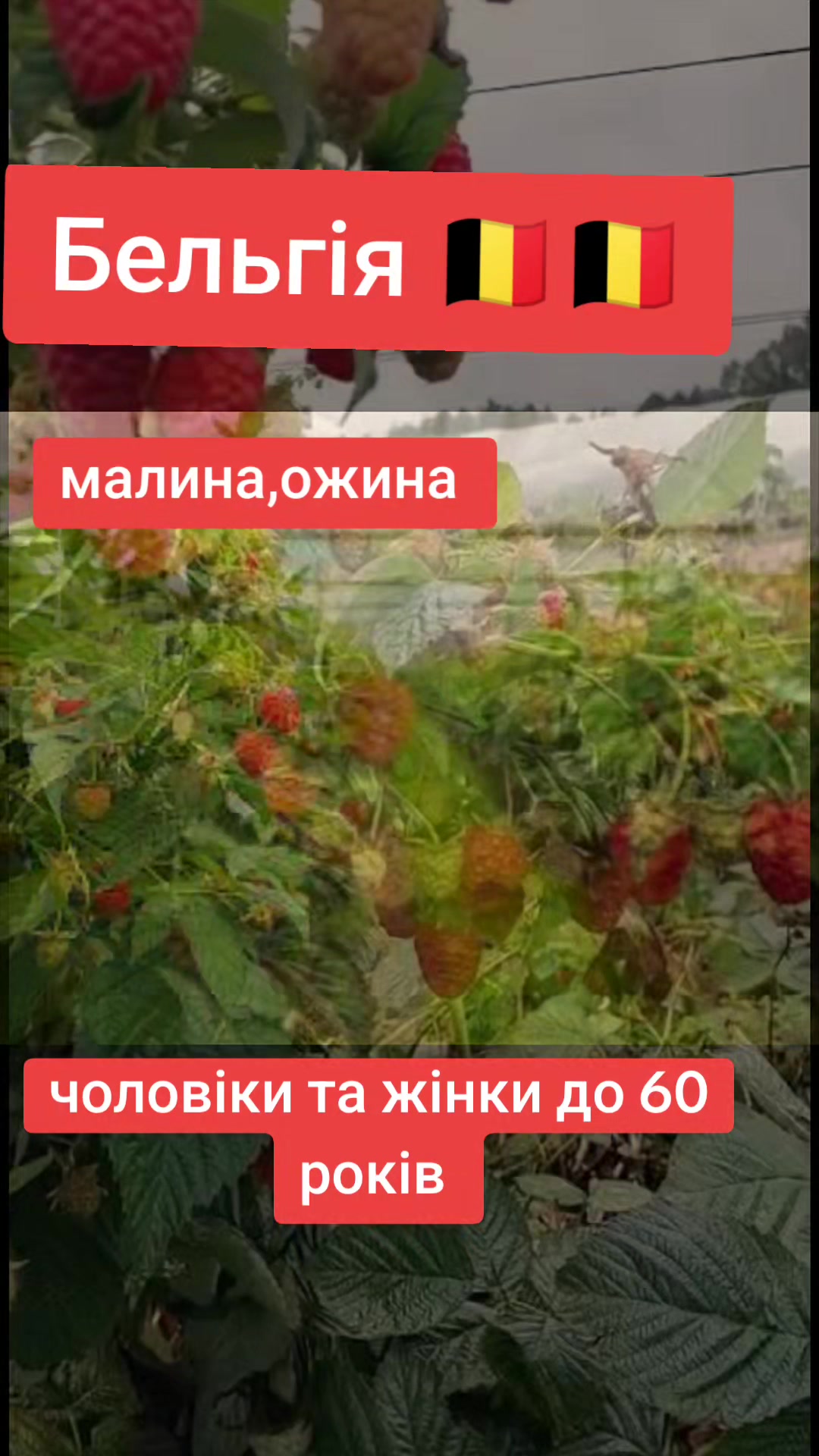 @Бельгія та Нідерланди
