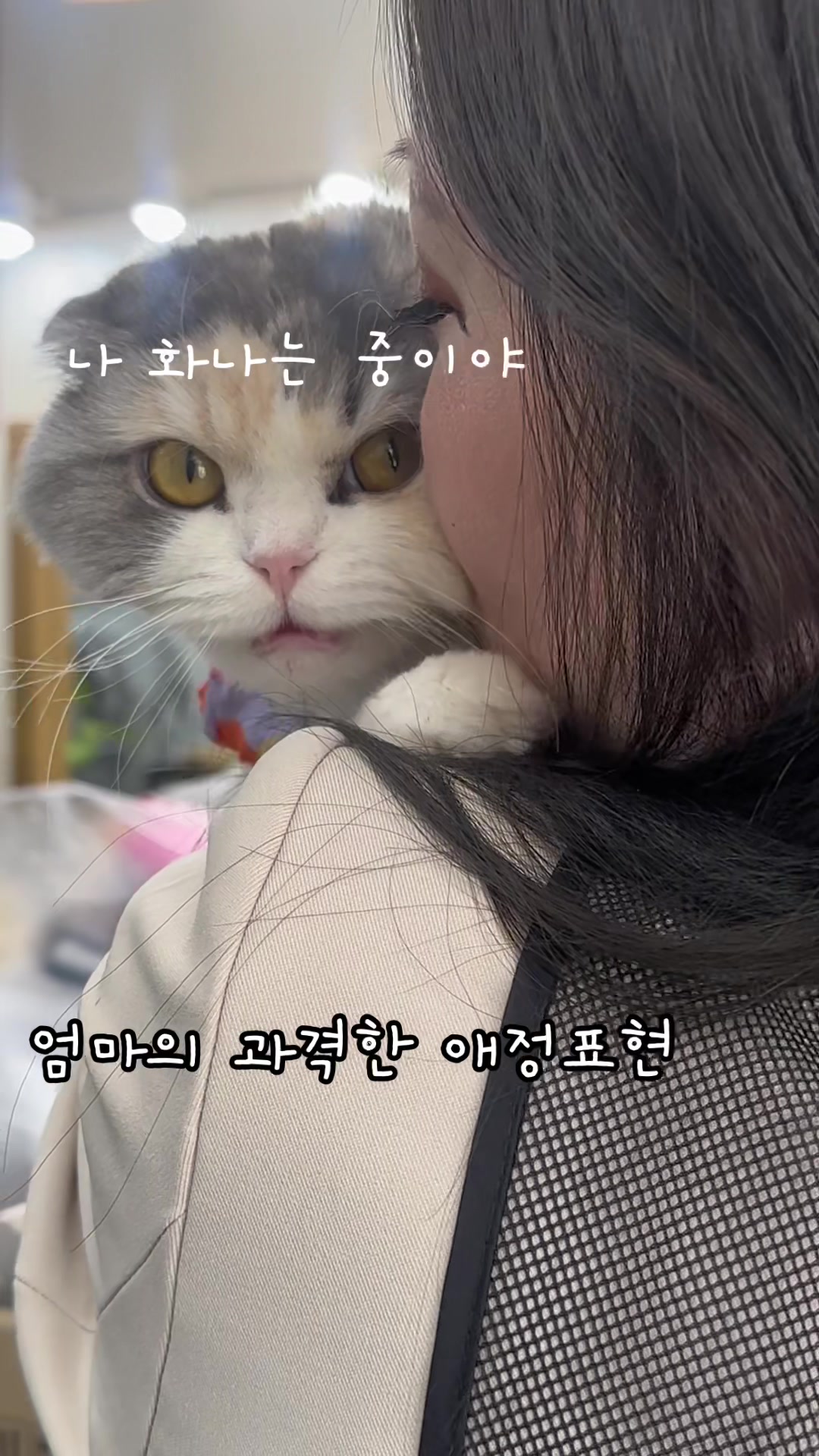 @미용실 고양이 뽀