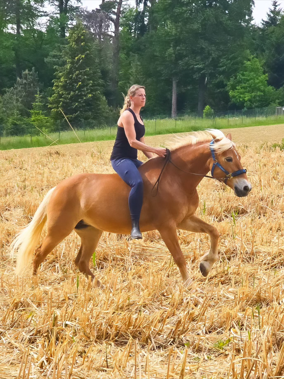@Dreamhorse_Edelbluthaflinger