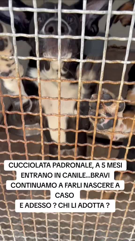 @Manuela