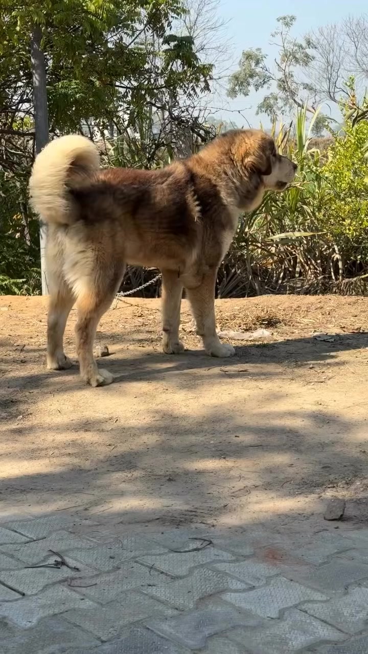 @Kashmiri_Bakrwal_Dog