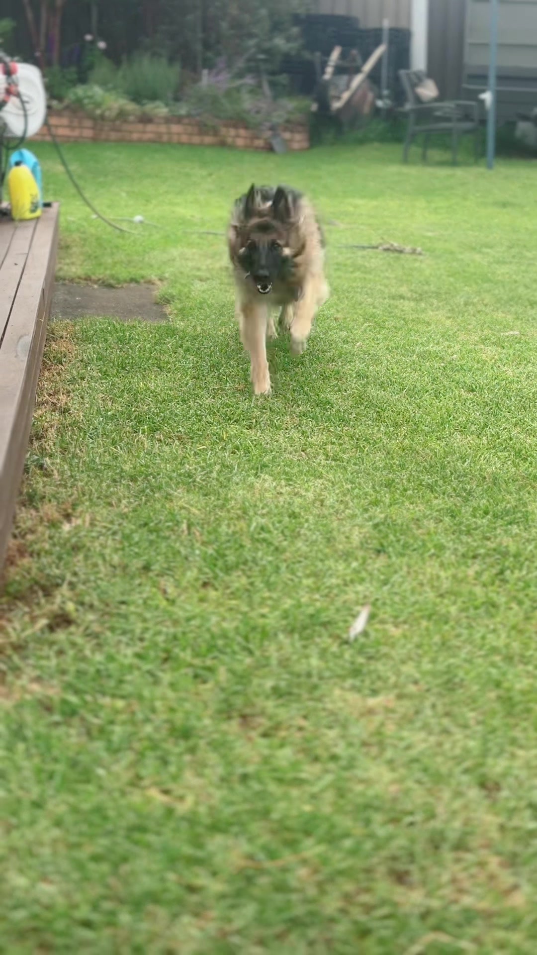 @Indy German Shepherd