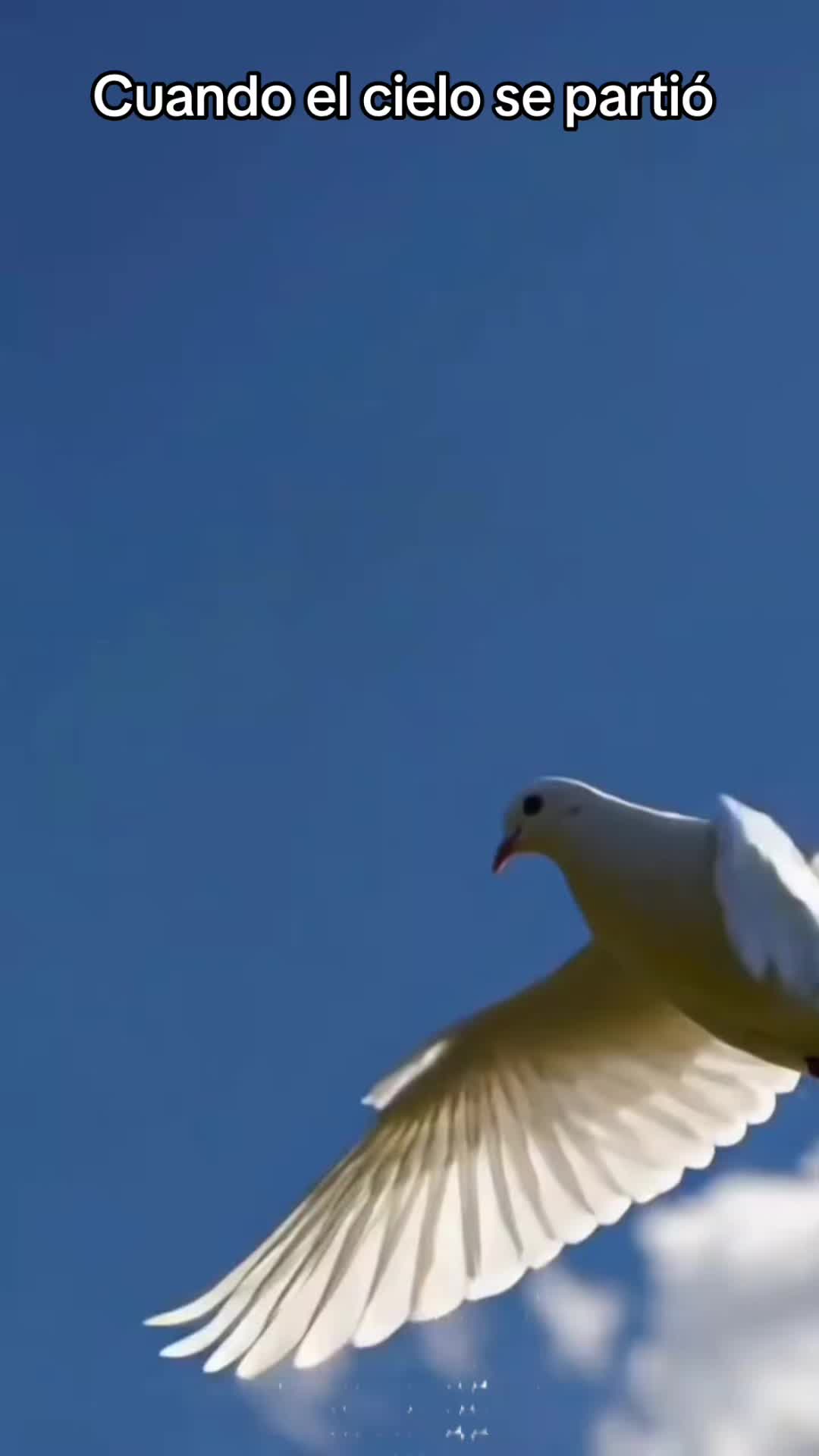 @Alabanzas al Creador 🕊️
