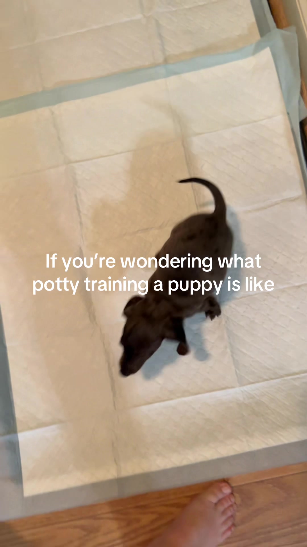 @Sarah and the Peanuts
