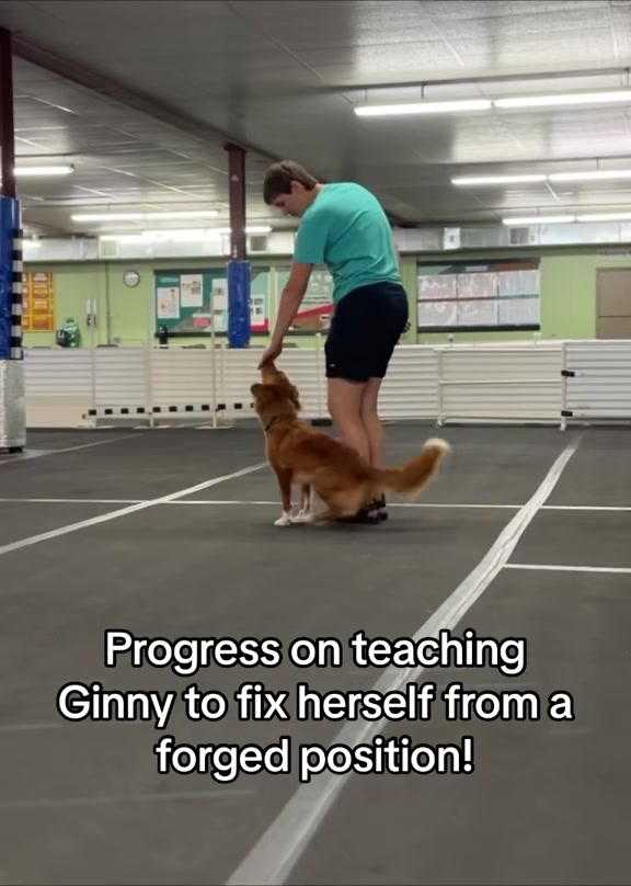 @Laura Waudby - Dog Sports