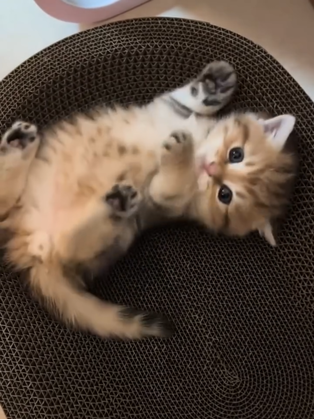 @Chonky World Of Cats