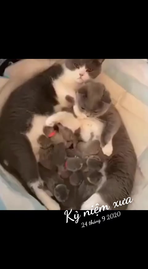 @JBN CATS