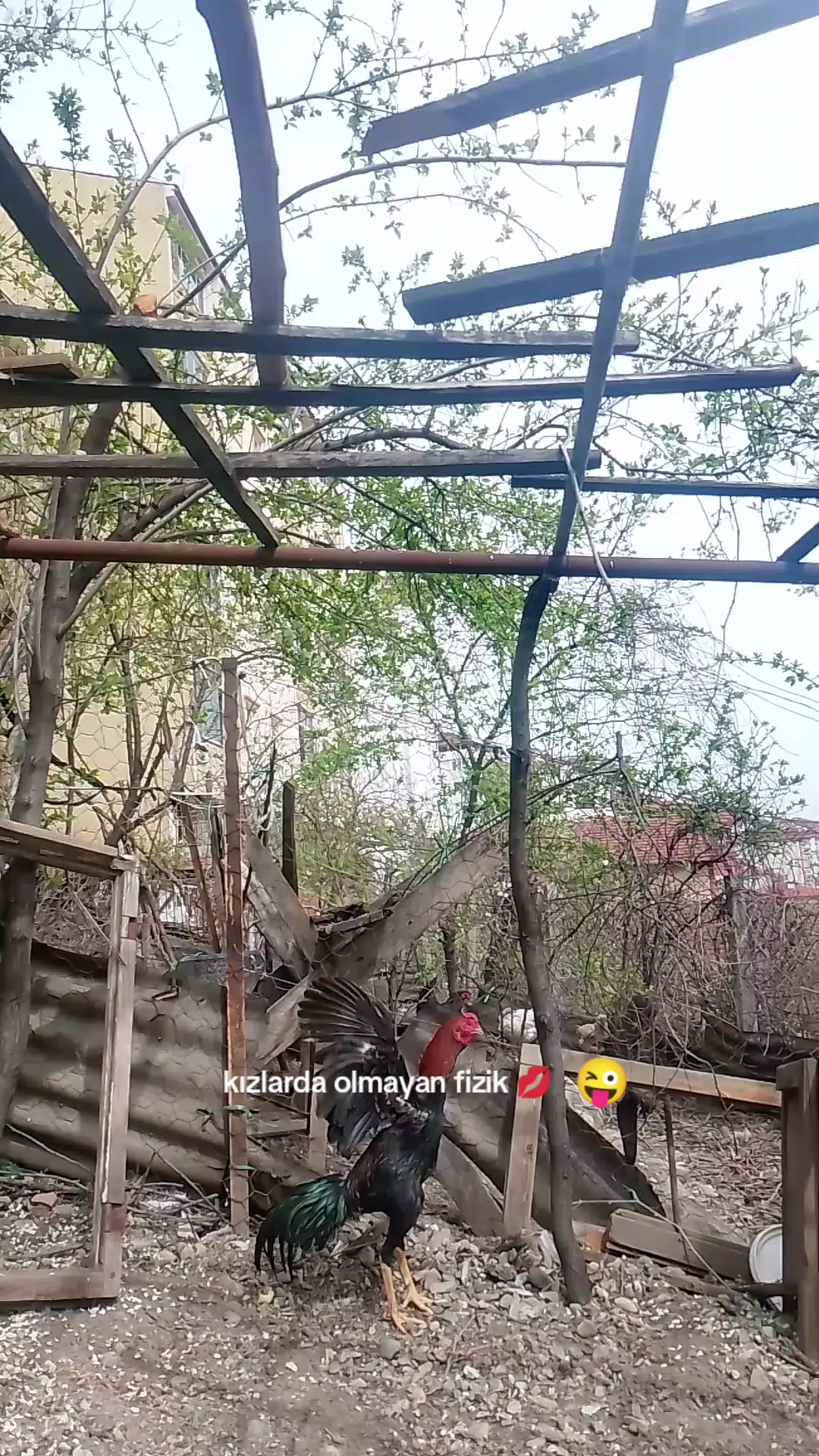 @HİNT HOROZU🇹🇷