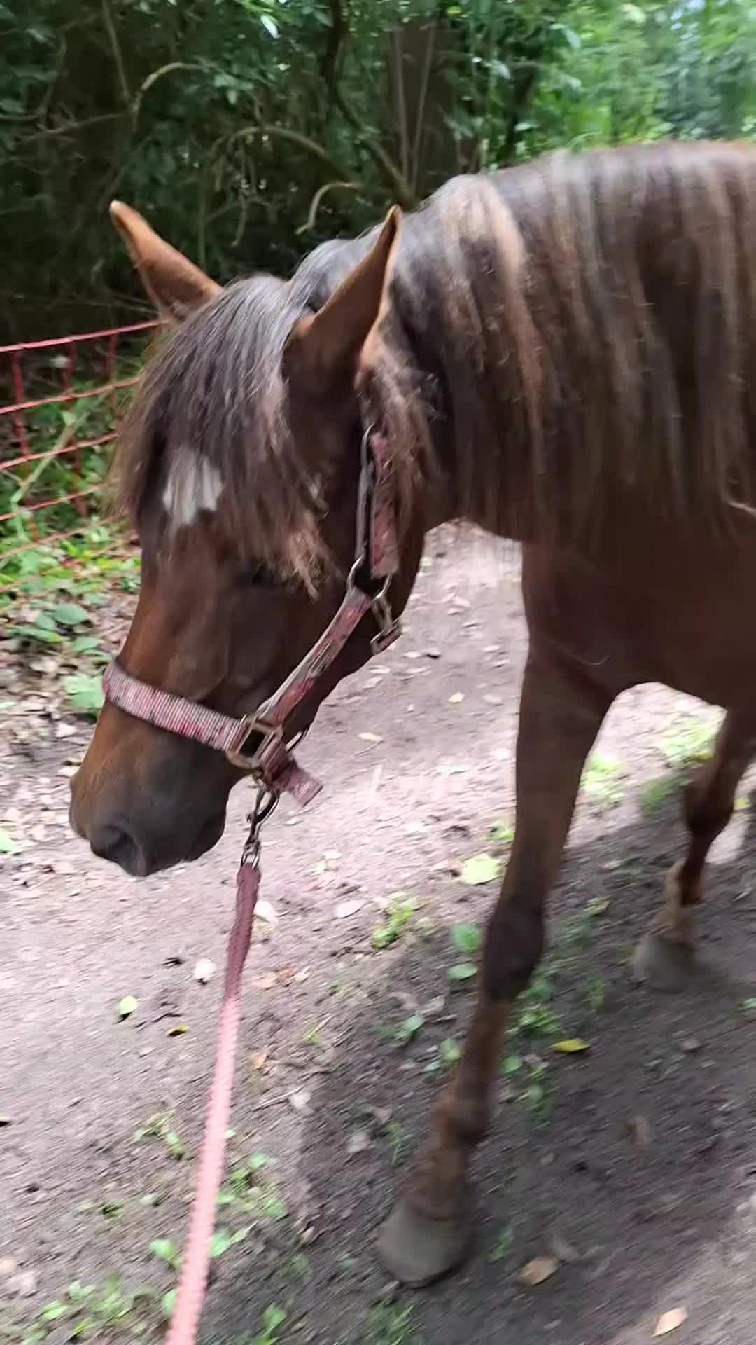 @horses.by.Britt:)