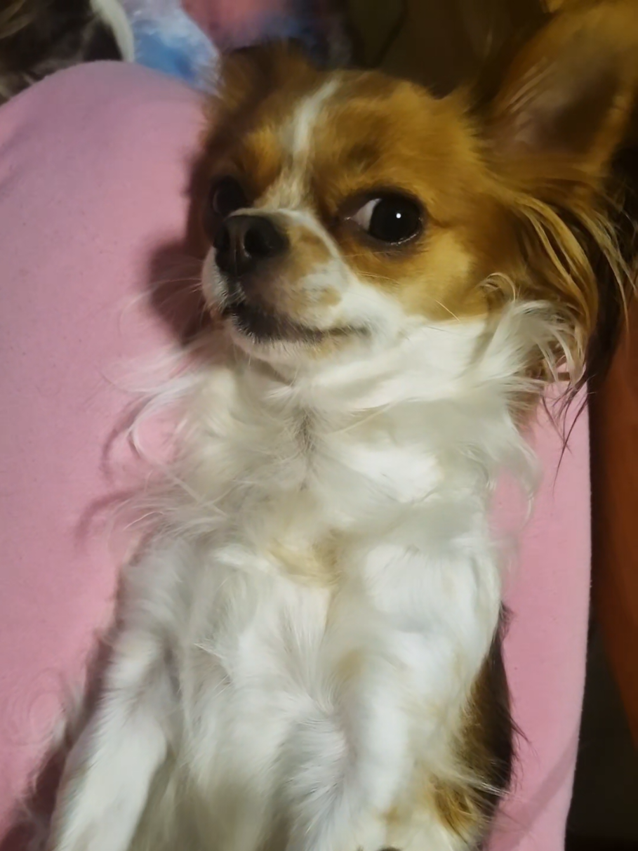 @🌸🐾꧁ 𝒮𝒶𝓃𝓃𝒾 ꧂🐾🌸