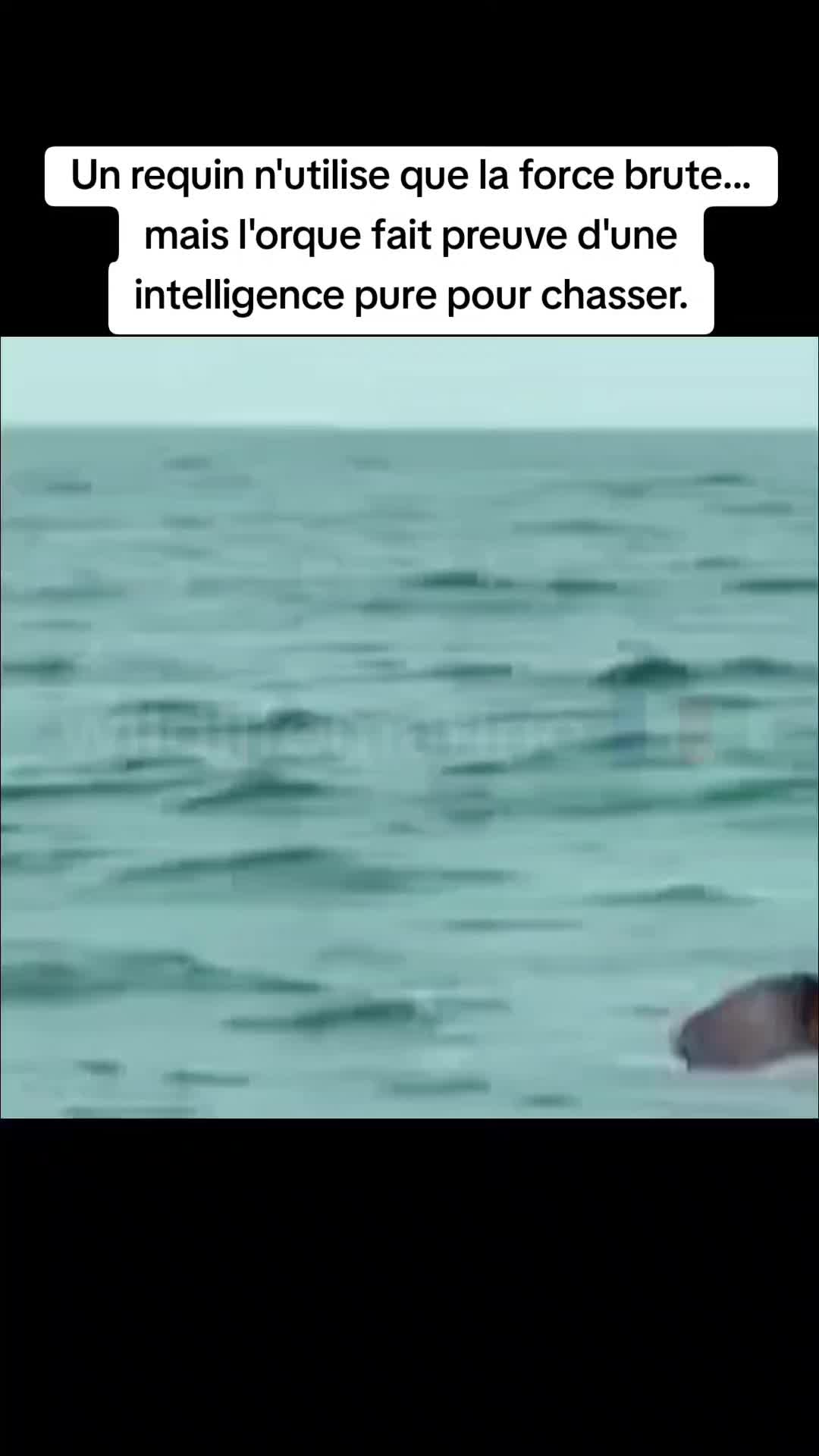 @wildlifemarine 🇲🇫