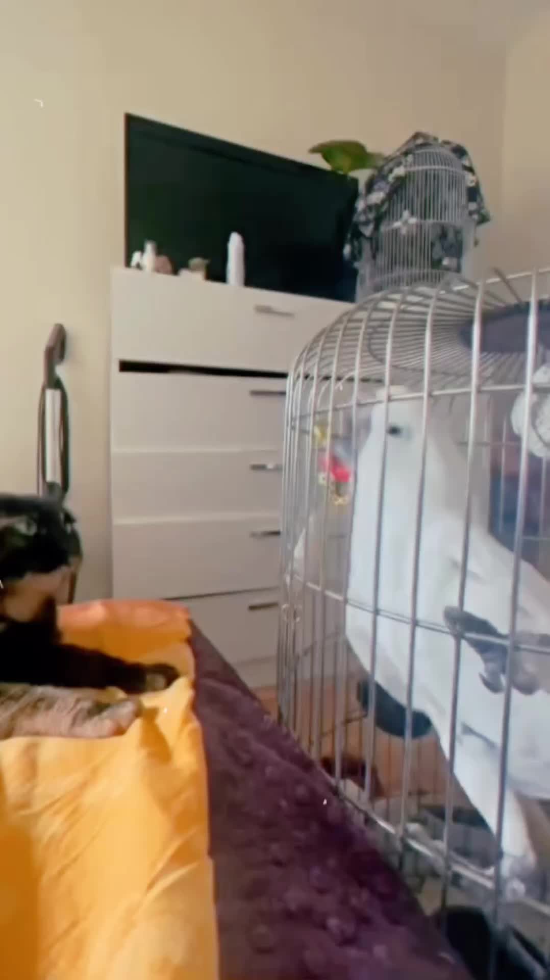 @Cute little pet 💕