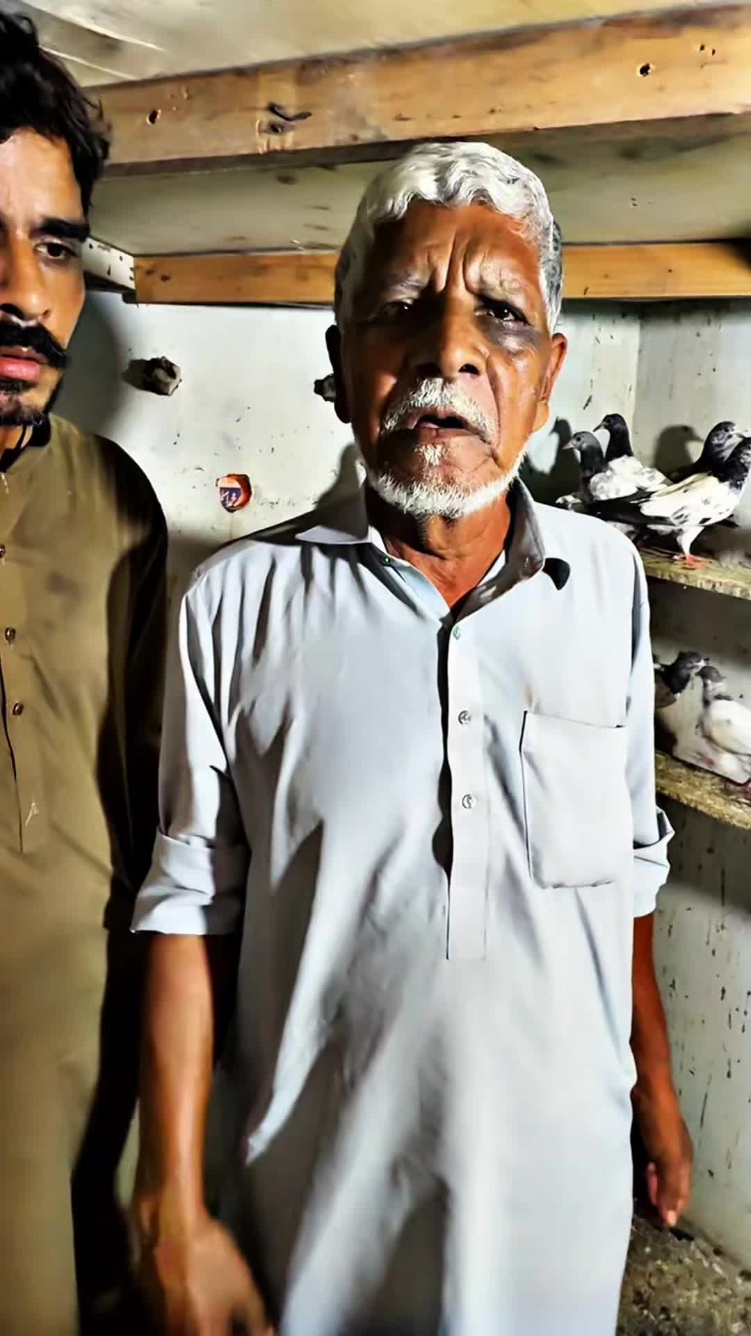 @Lahore Pigeon