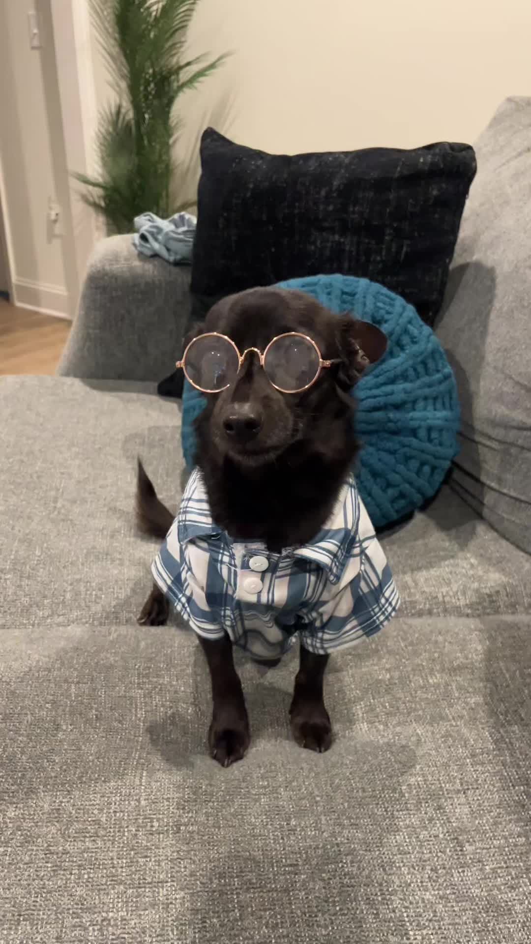 @Blackjack_Chihuahua