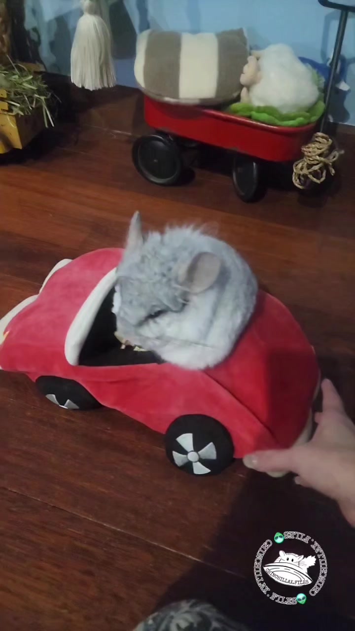 @Kuzco the Chinchilla