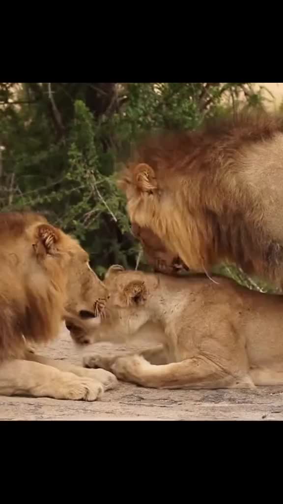 @Wild life