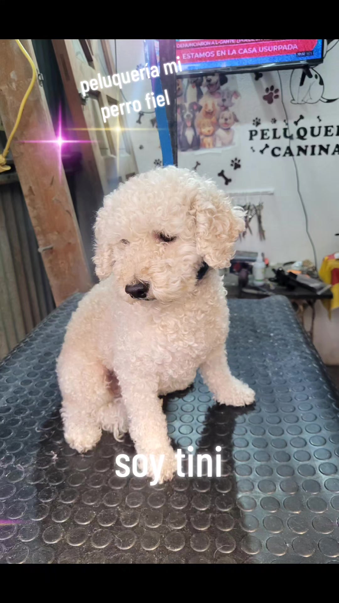 @mi perro fiel