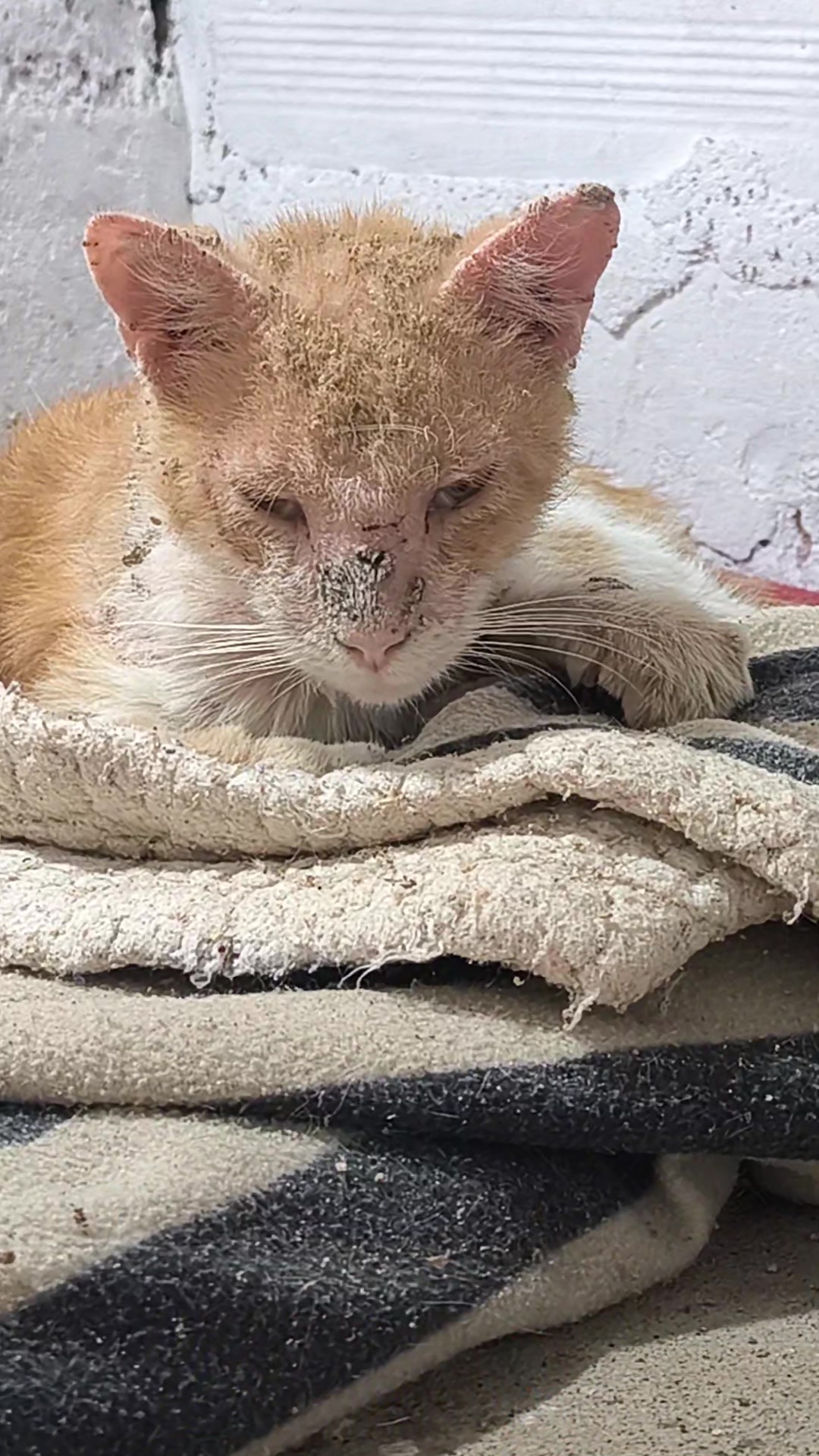 @fundación lazo animal