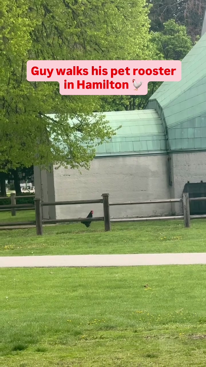 @Northly Hamilton