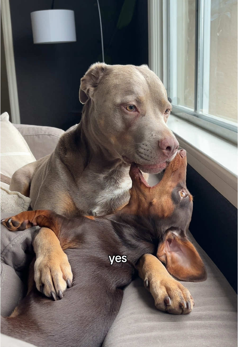@rhubarb the doggo