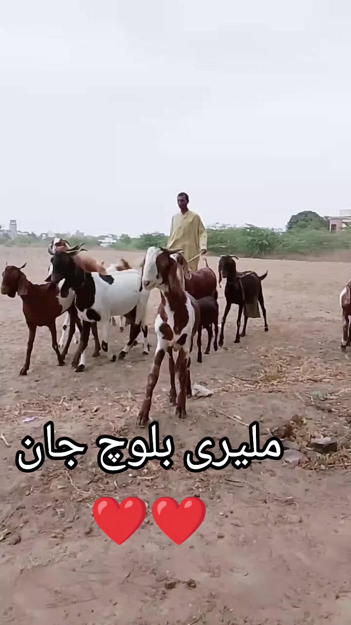 @ملیری بلوچ جان❤