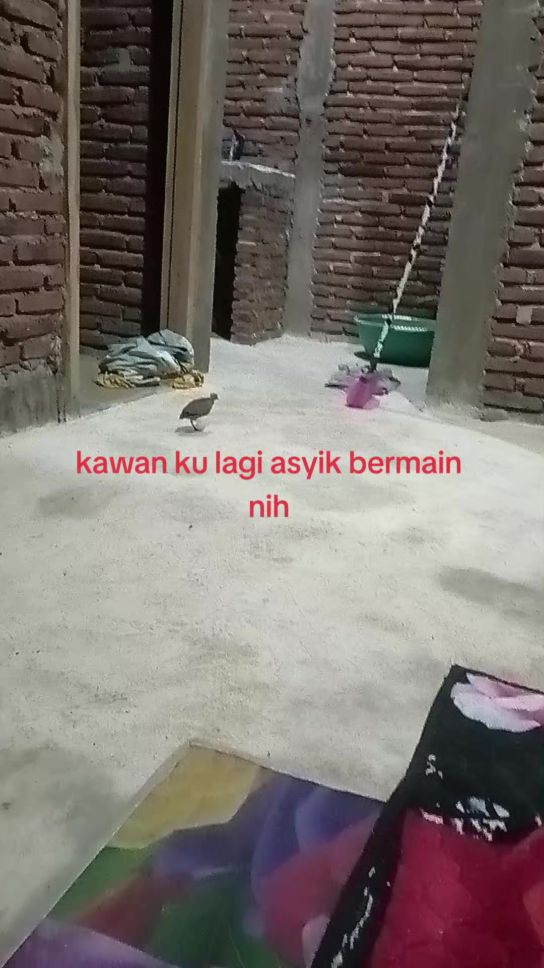 @🐄gembala sapi🐄