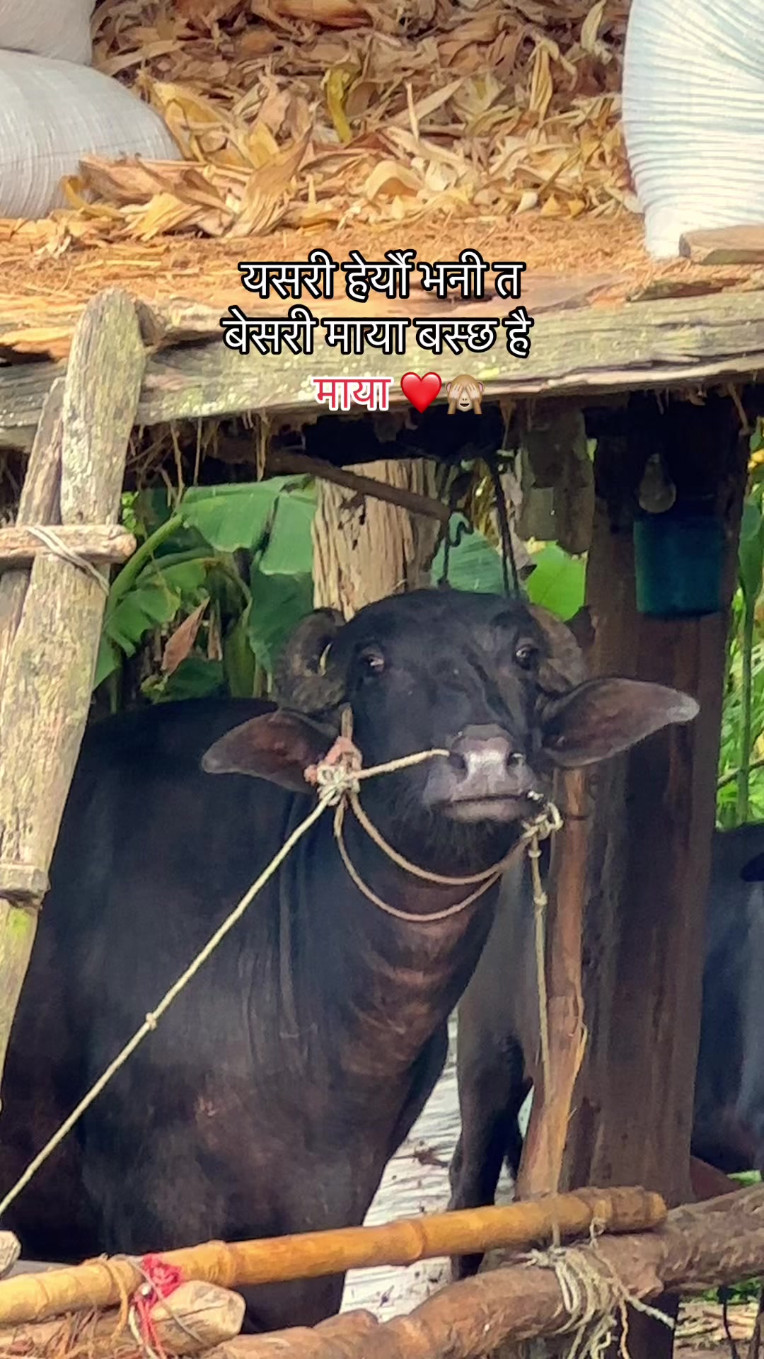 @Aashik Sapkota