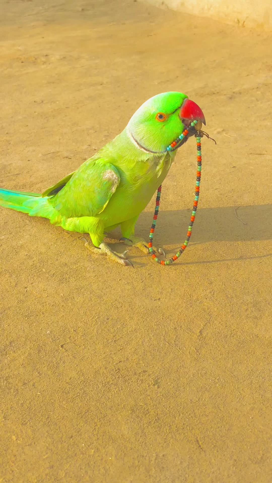 @ʜᴀʀᴏᴏɴ ᴊᴏʏɪᴀ