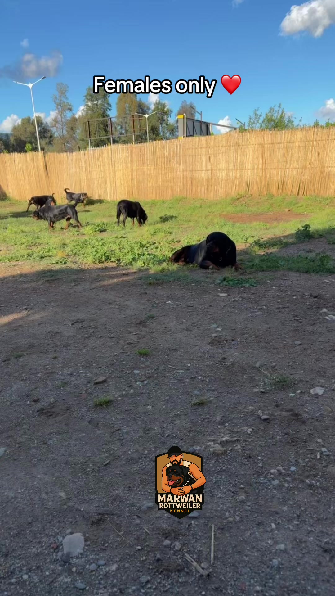 @Marwan Rottweiler-ke