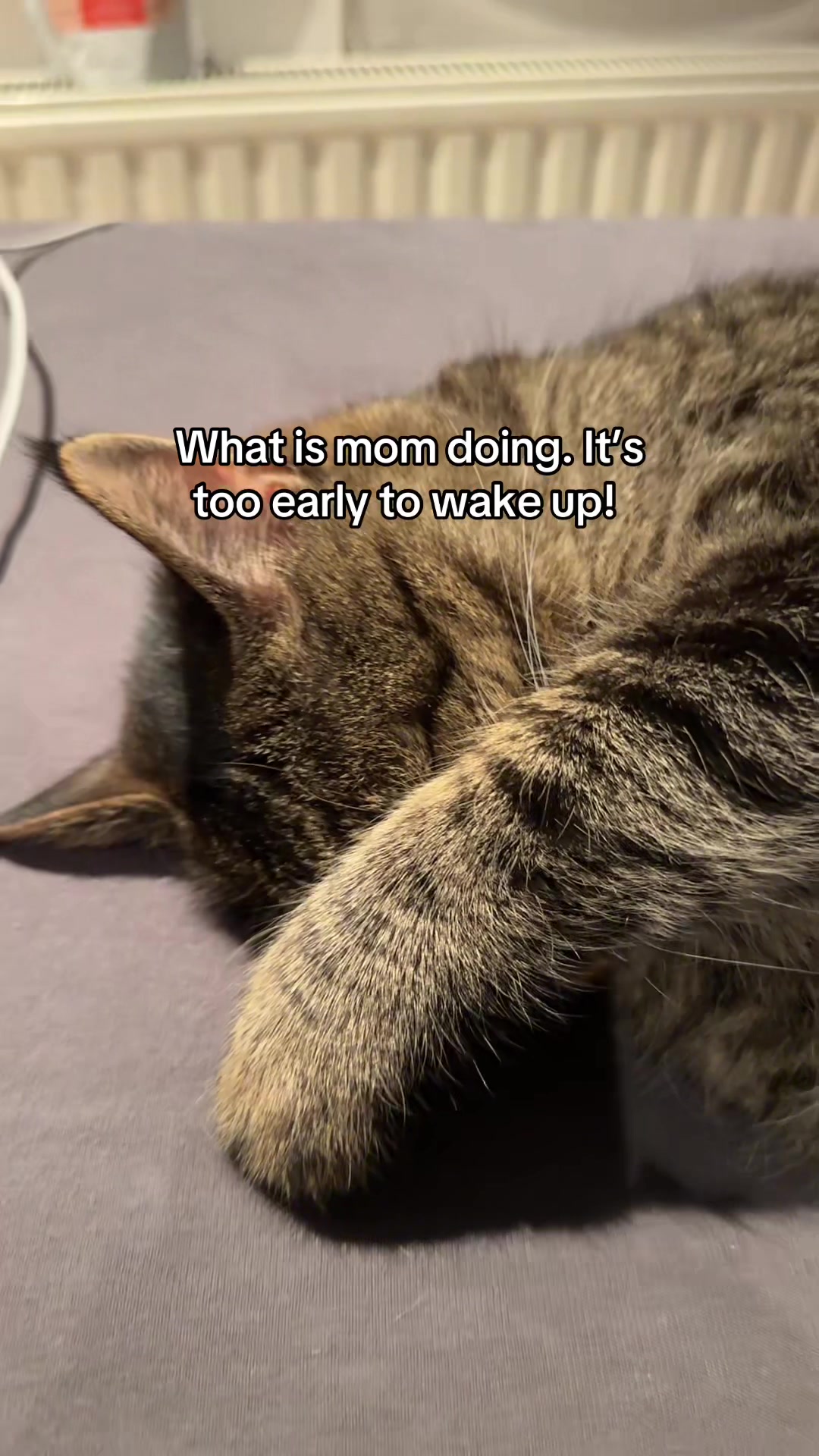 @Joep_the_ rescuecat