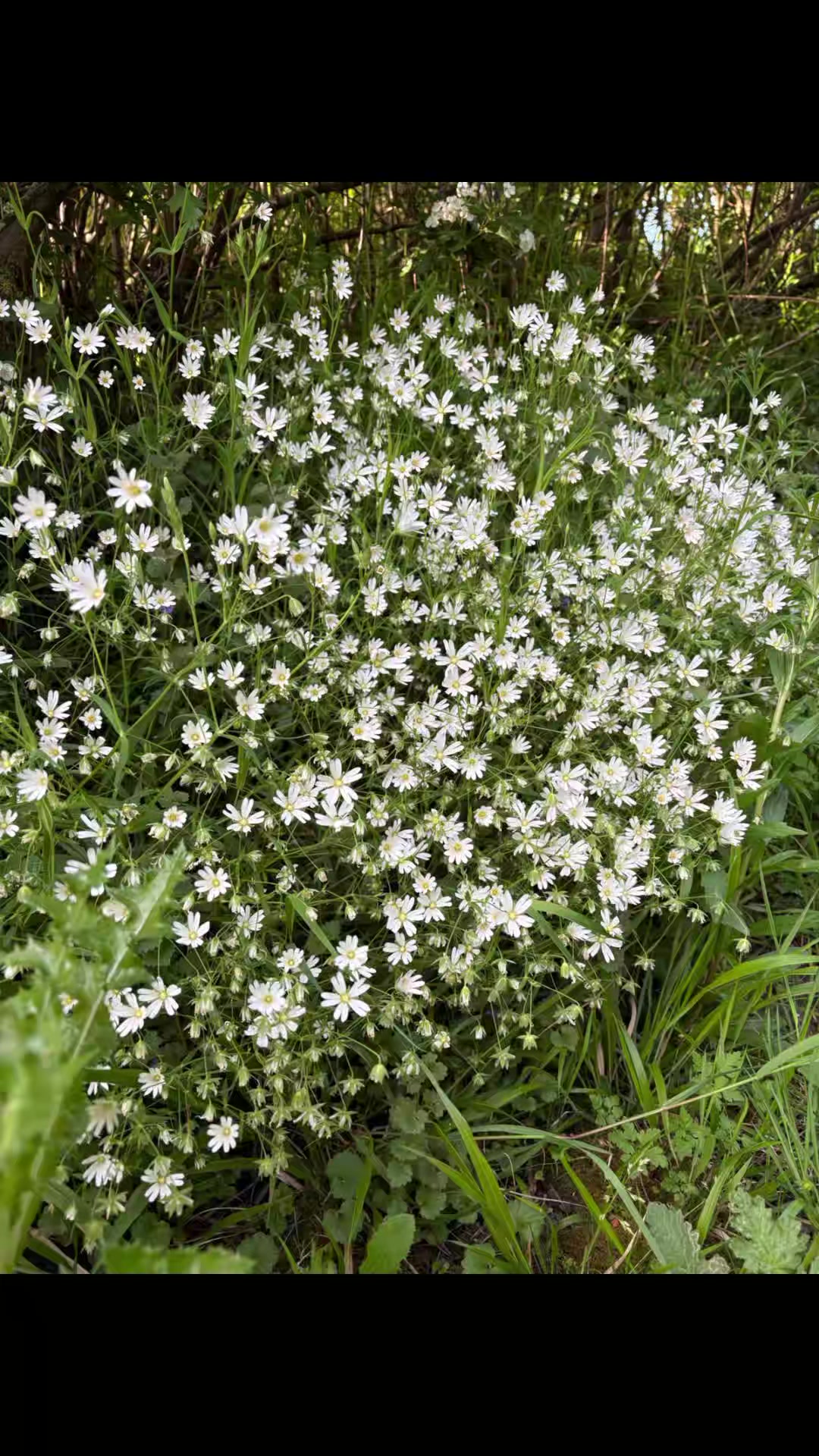 @Алена Ария