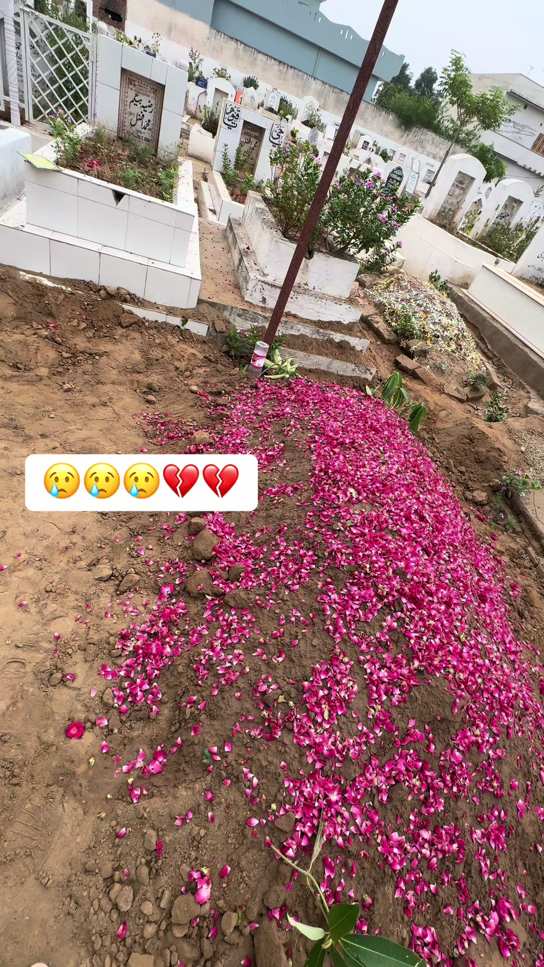 @Saba