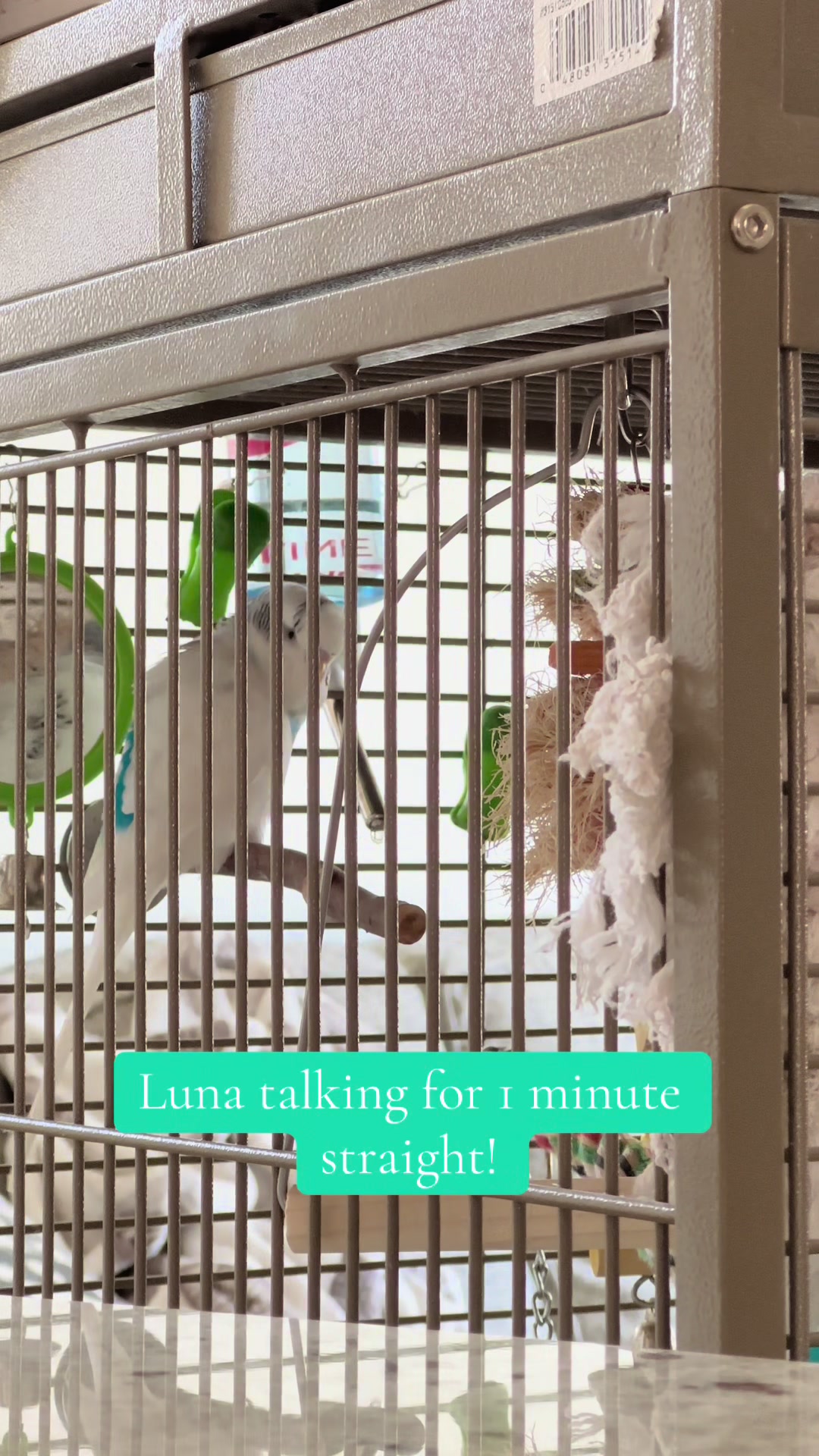 @The budgie trio