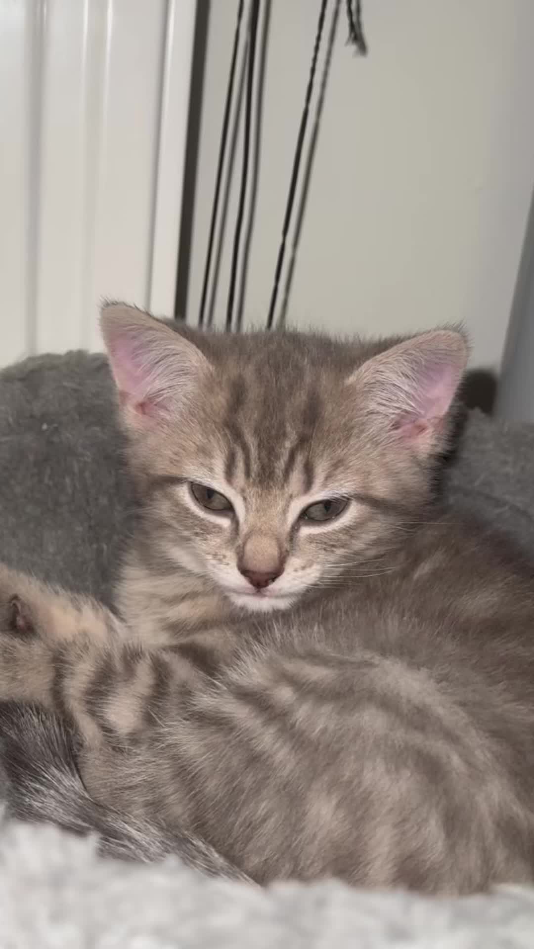 @katze