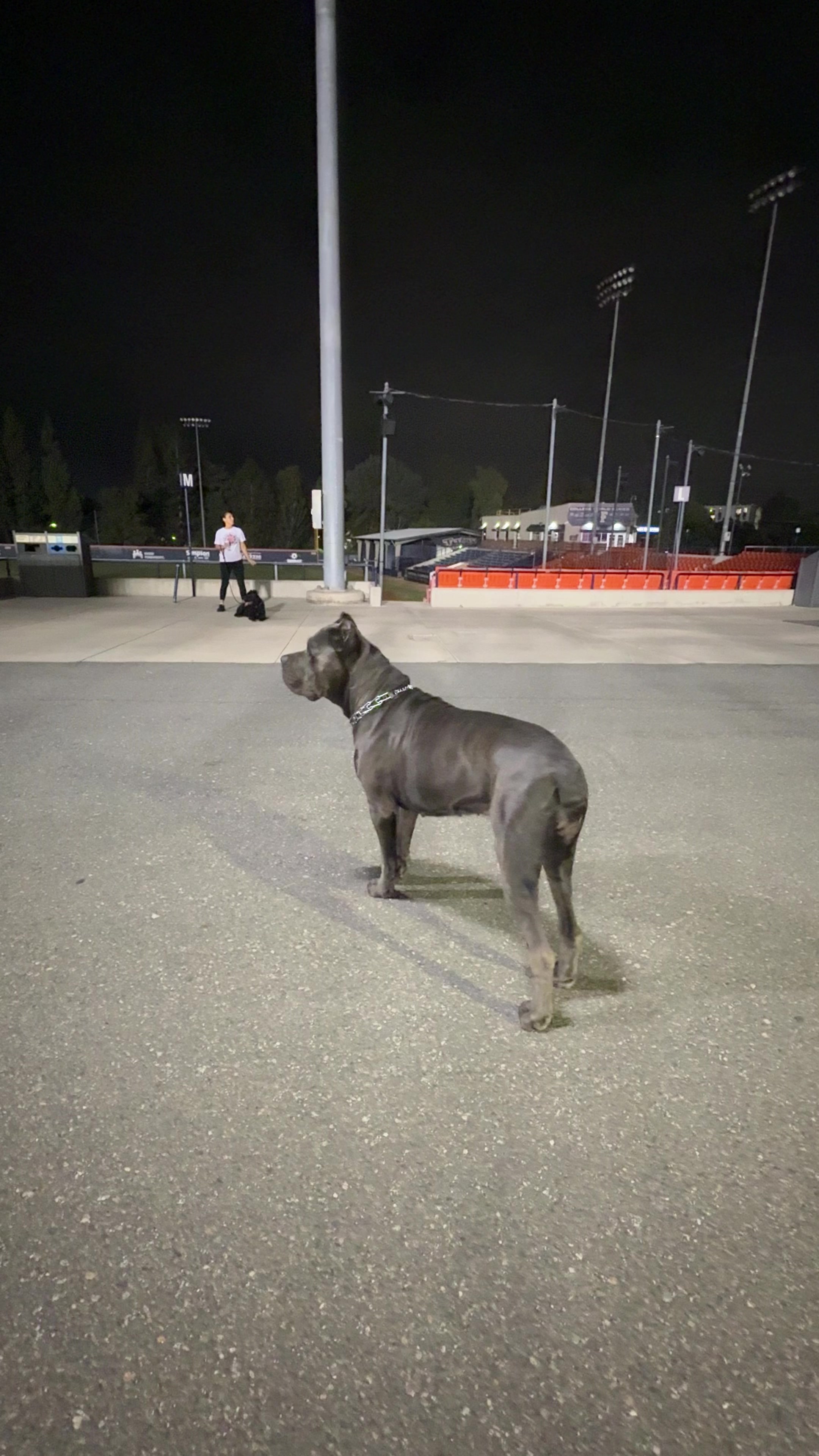 @noblepridecanecorso