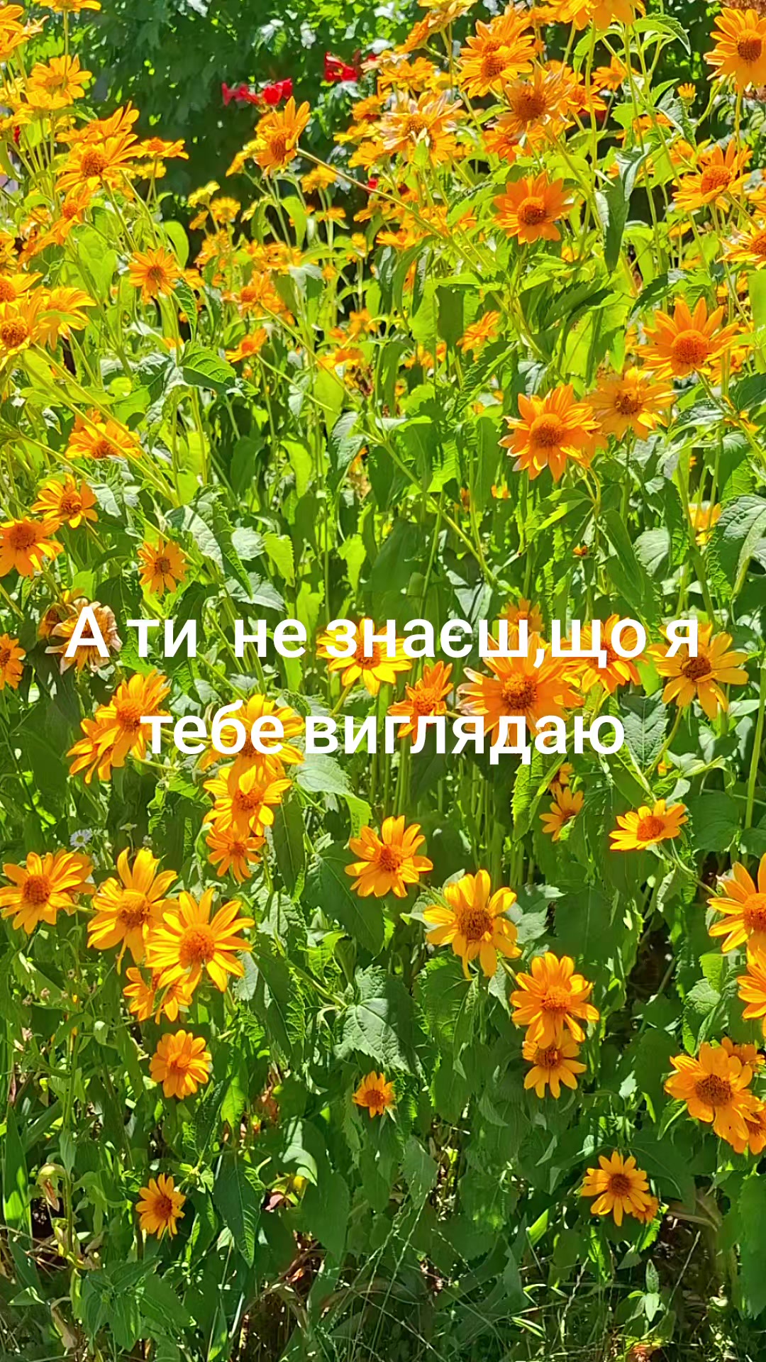 @Божена