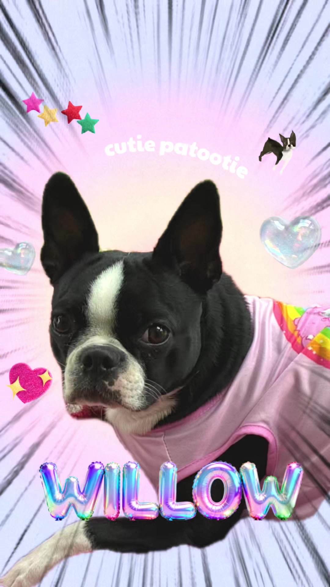@bostonterrier7