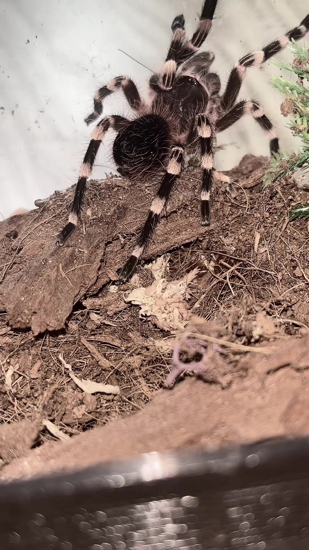 @🕷️𝔍𝔲𝔩𝔦𝔞🕷️