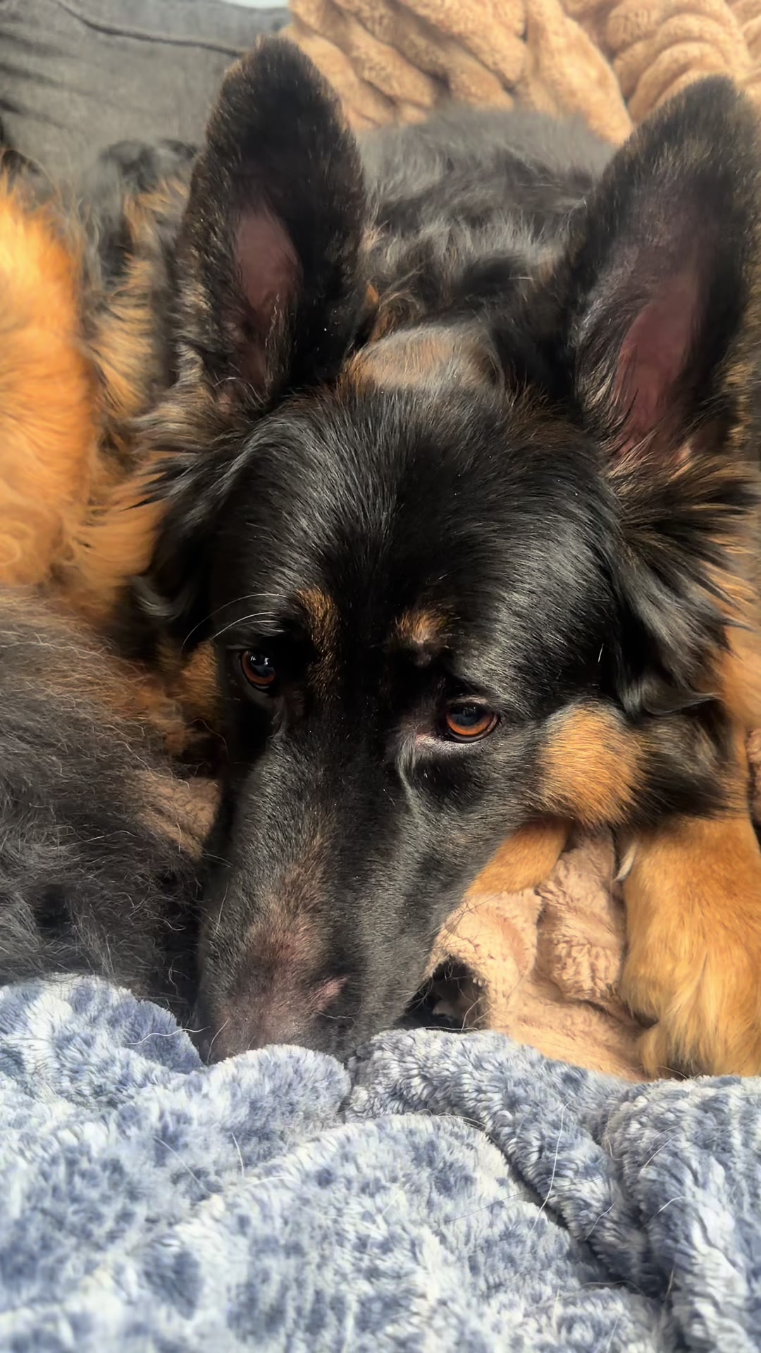 @ksdoggos