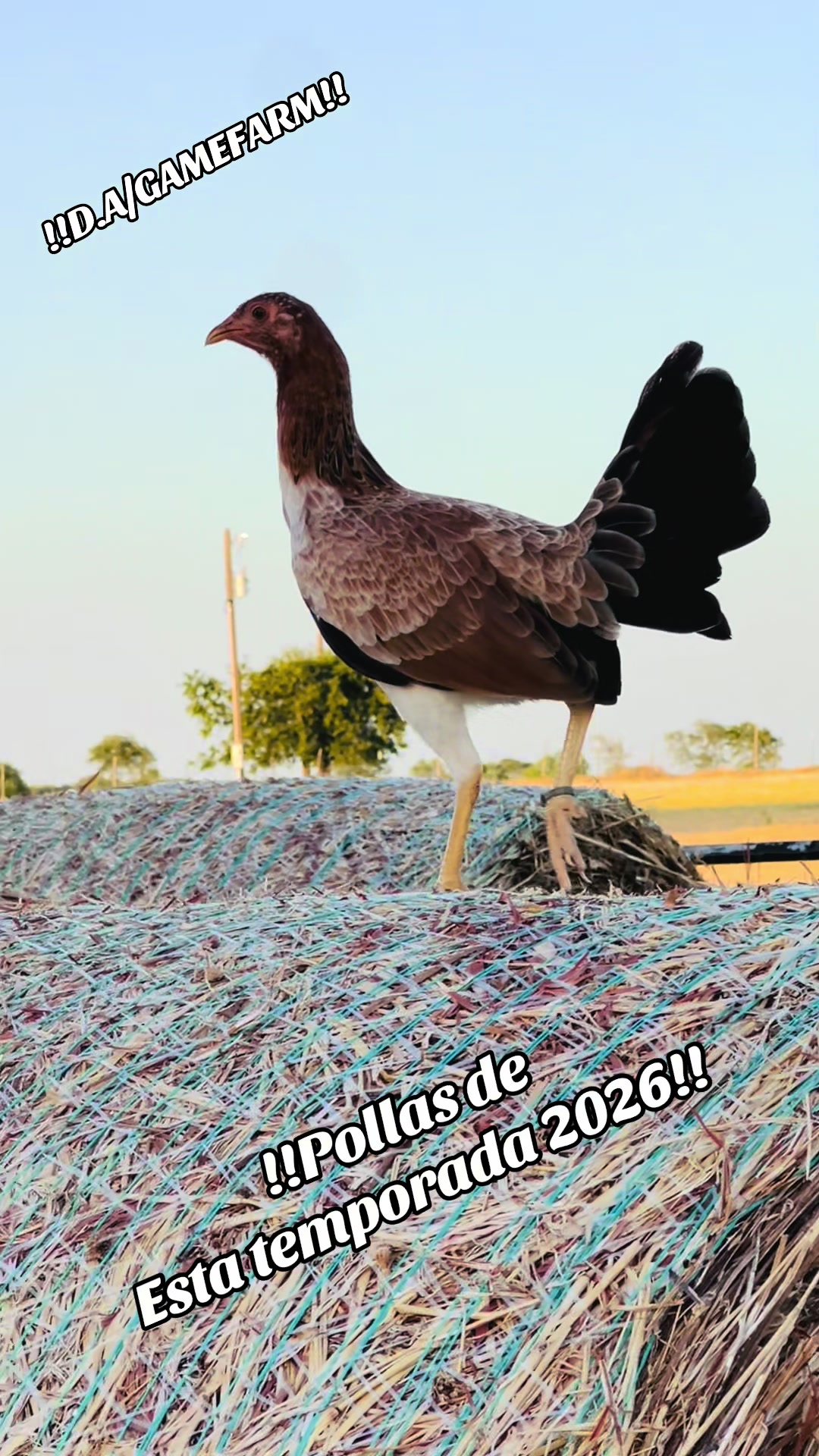 @DAgamefarm