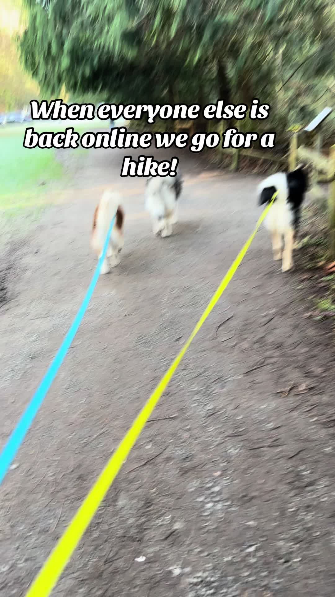 @wolfieworkingdogs